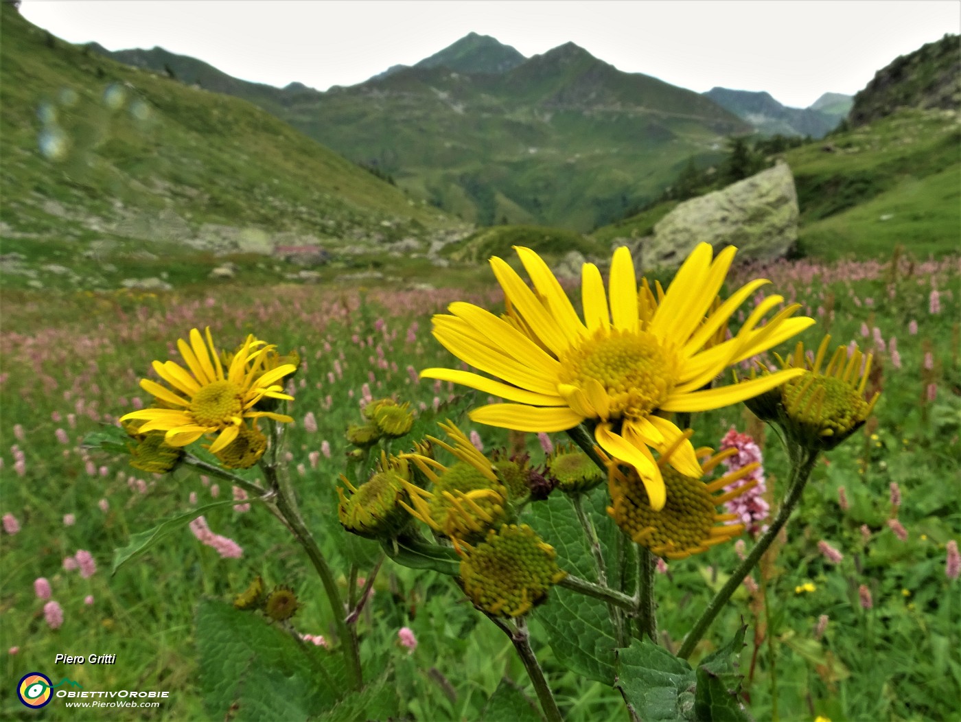 77 Senecio alpino (Senecio alpinus) con vista verso il Fioraro.JPG